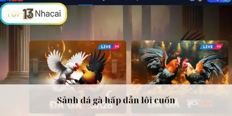 Sảnh đá gà hấp dẫn lôi cuốn